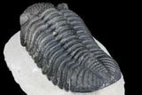 Prone Drotops Trilobite - Beautiful Specimen #146596-5